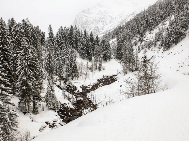 Wildental_im_Winter_1