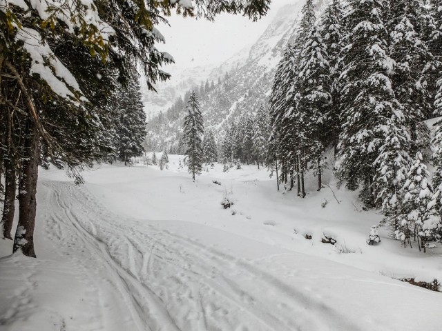 Wildental_im_Winter_2