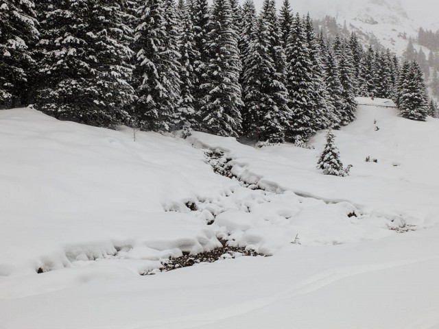 Wildental_im_Winter_4