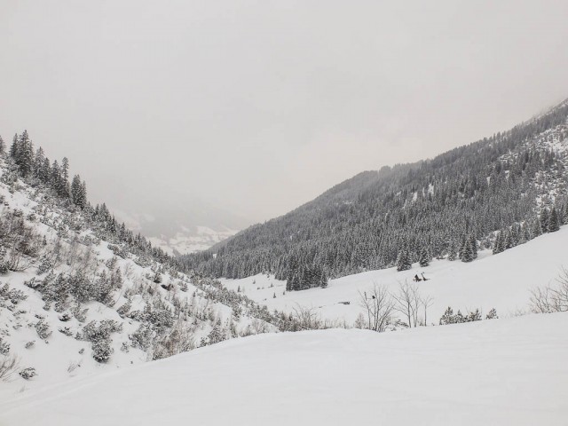 Wildental_im_Winter_6