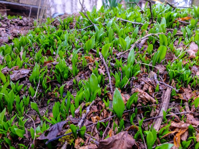 Baerlauch_am_Waldrand