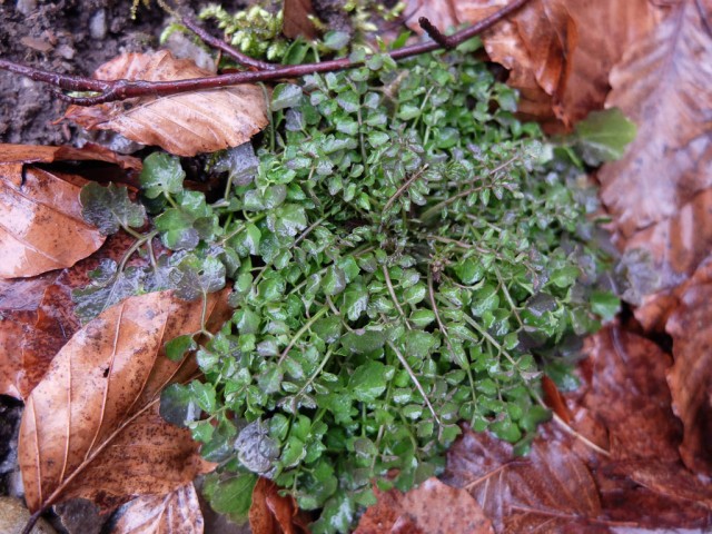 Behaartes_Schaumkraut._3