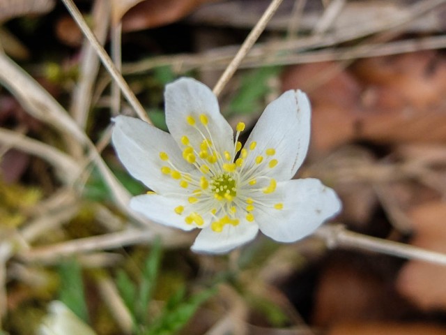 Buschwindroeschen_Bluete