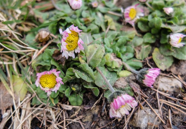 Gaensebluemchen_Blueten