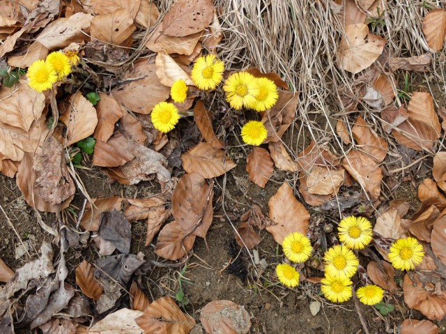 Huflattich_Blueten_2