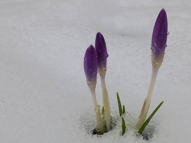 Krokusse_im_Schnee