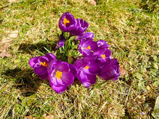 Krokusse_lila