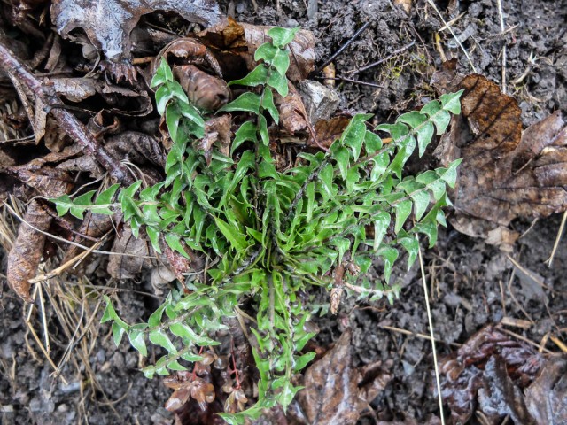 Loewenzahn_Blattrosette_3