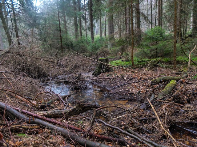 Lorscheid_Wanderung_3