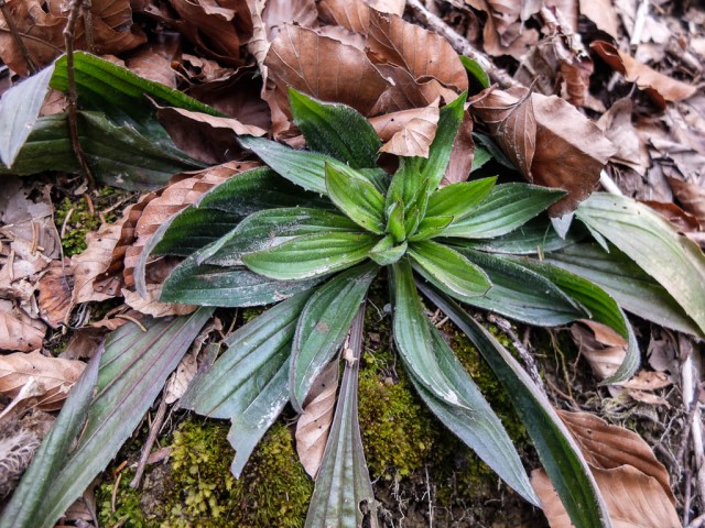 Spitzwegerich_Blattrosette