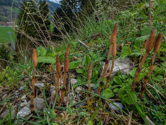 Ackerschachtelhalm_1