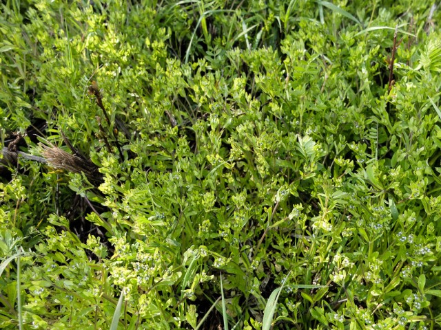 Feldsalat_wild_bluehend