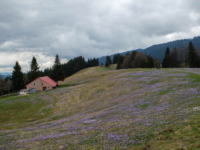 Hochsiedel_Alpe_Krokusbluete