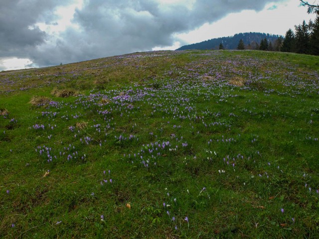 Hochsiedel_Alpe_Krokusbluete_2