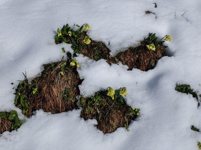 Schluesselblumen_im_Schnee