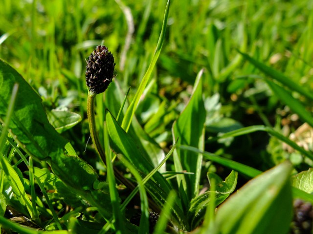 Spitzwegerich_Bluetenknospe