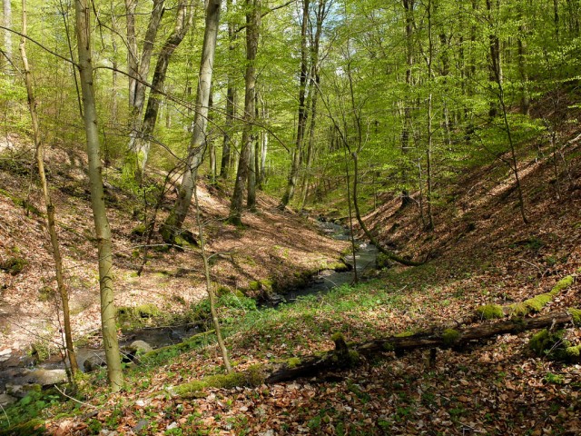 Traumschleife_Baerenbachpfad_Baerenbach