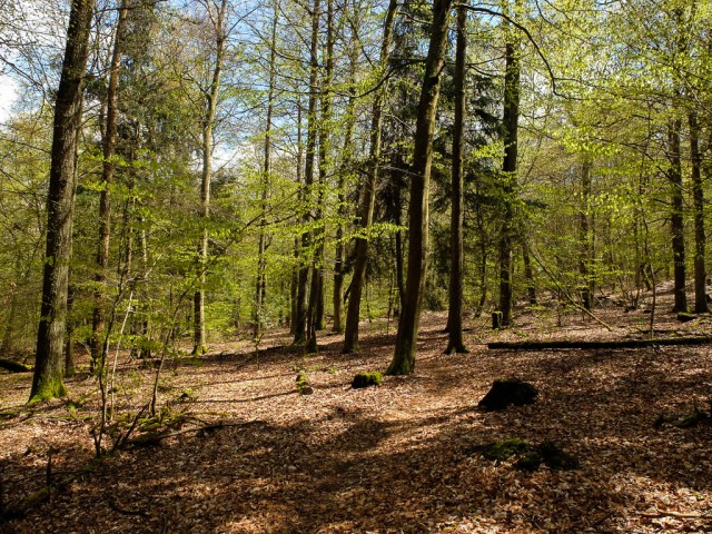 Traumschleife_Baerenbachpfad_Buchenwald
