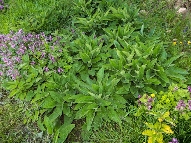 Beinwell_und_Taubnessel