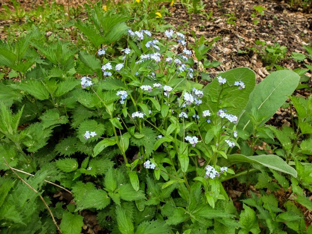 Brennnessel_und_Vergissmeinnicht