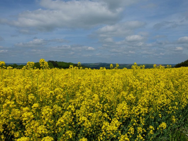 Eifel_Rapsfeld