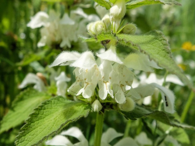Taubnessel_weisse