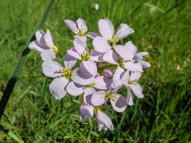 Wiesenschaumkraut_Bluetenstand