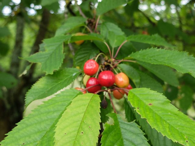 Kirschen_am_Baum