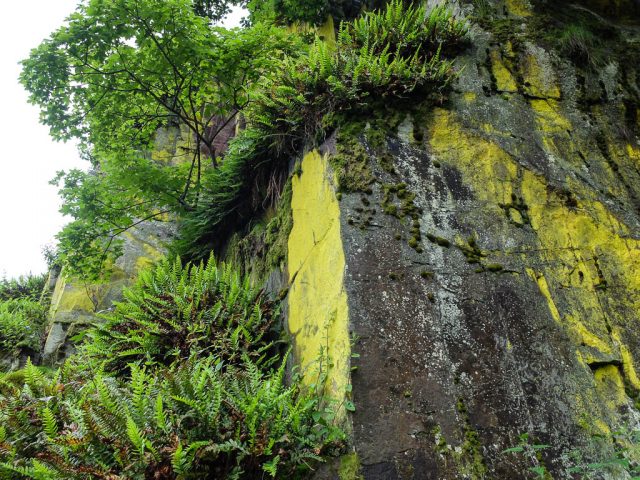 Schwefel_Flechten_Felsen