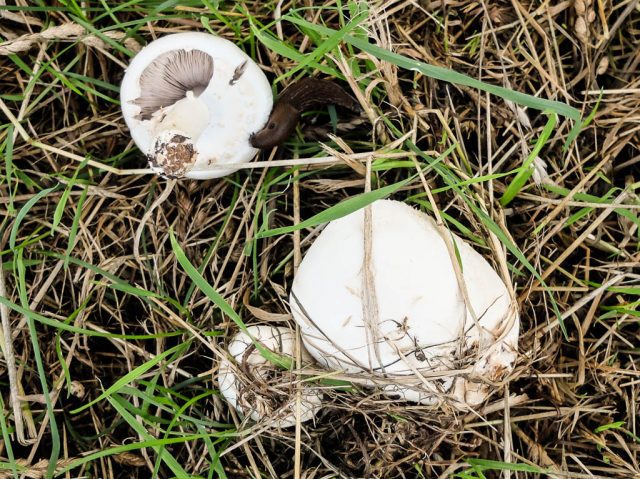 Wiesen_Champignons