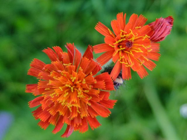 Habichtskraut_orangerotes