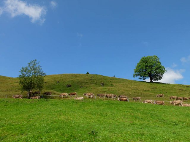 Premiumweg_Luftiger_Grat_2