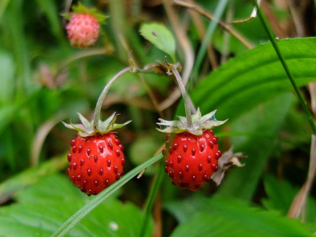 Walderdbeeren