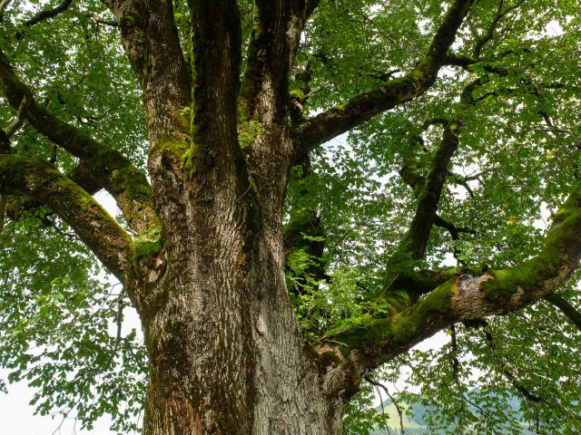 Bergulme_mit_Eberesche