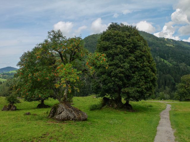 Eberesche_und_Bergahorn