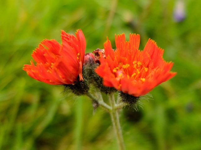 Orangerotes_Habichtskraut