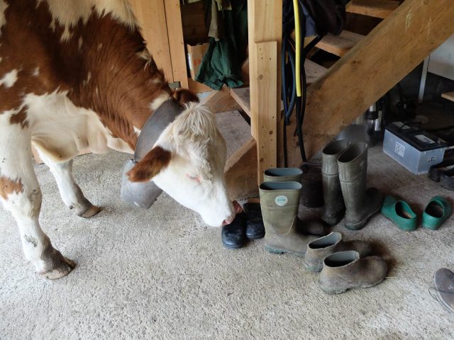 Rind_beim_Schuheputzen