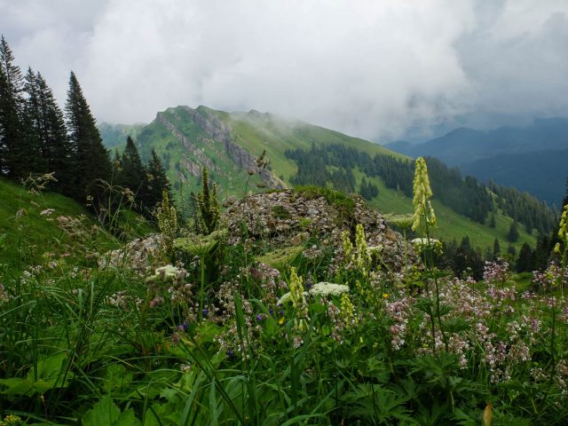 Rindalphorn_Vegetation