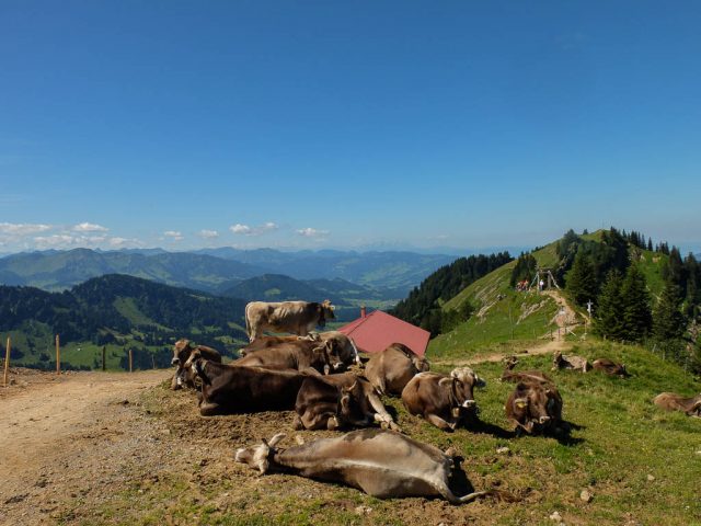 Rinder_auf_dem_Hochgrat