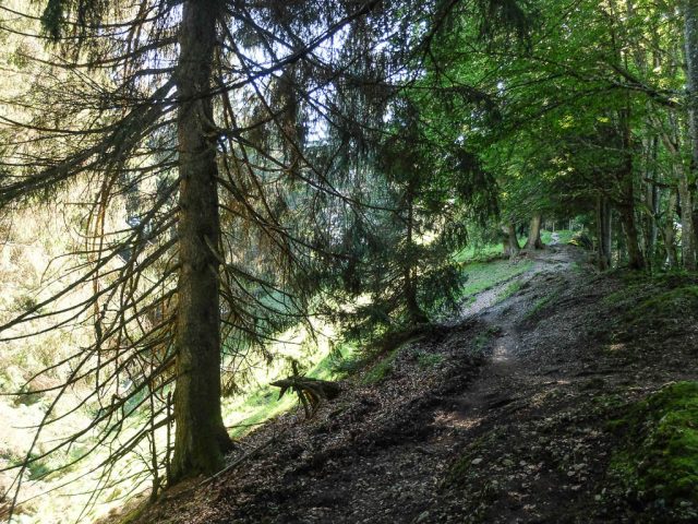 Waldweg_3