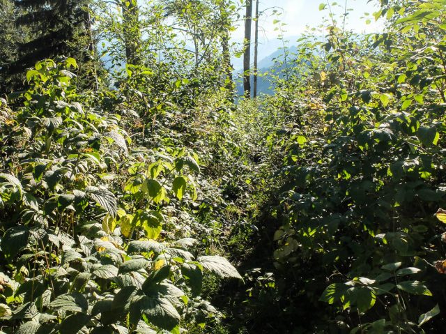 Weg_durchs_Unterholz