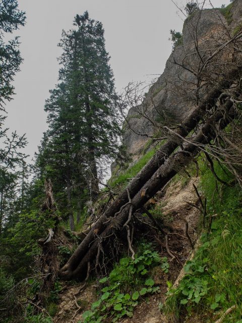 Weg_zur_Alpe_Schilpere_2