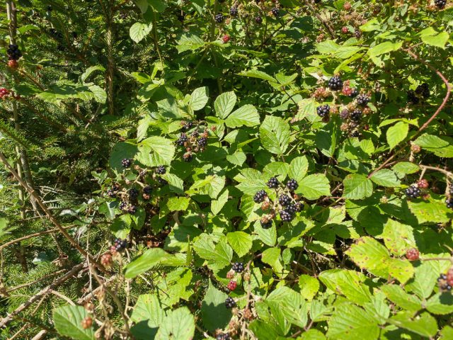 brombeeren