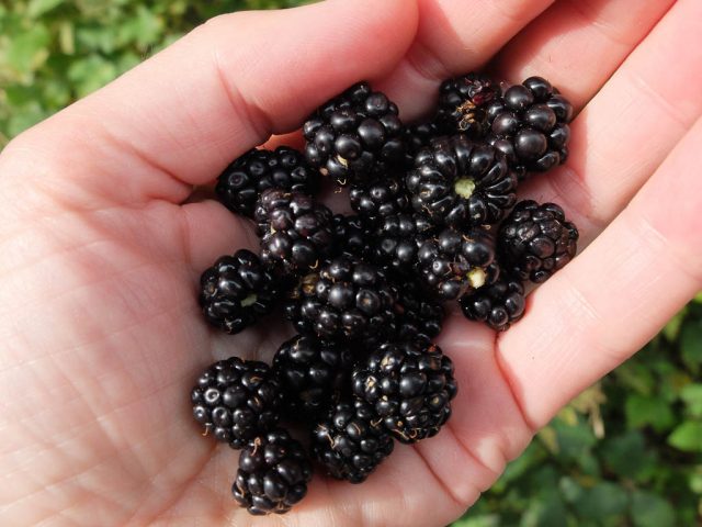 brombeeren_in_der_hand