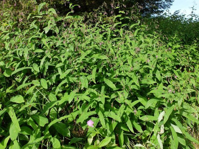 Hasenlattich_Bestand