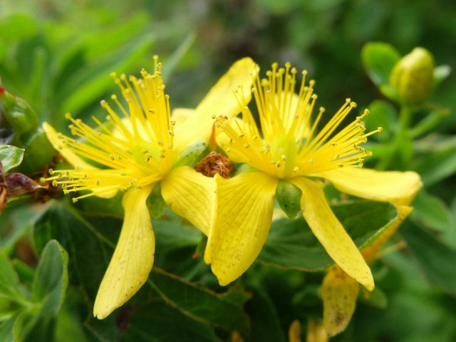 Johanniskraut_Bluete