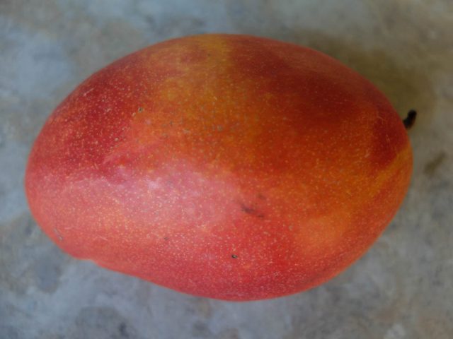 mango