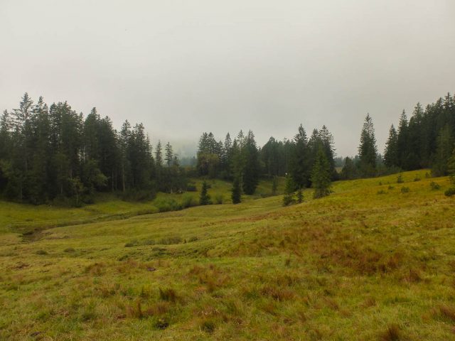 naturschutzgebiet_kojenmoos