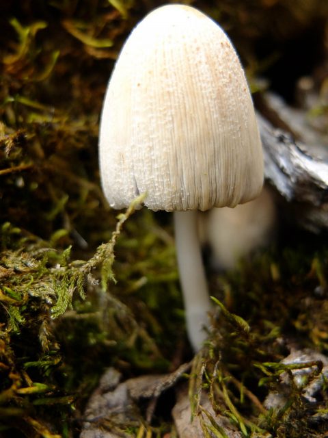Pilz_unbekannt