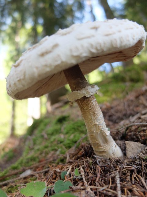 schirmpilz